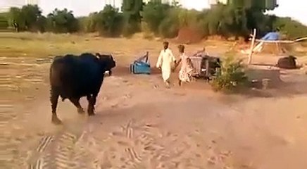 ‫کون کہتا ہے بھینس میں عقل نہیں ہوتی.. یہ ویڈیو دیکھیں زرا.. ‬ - MUST BE WATCH IT