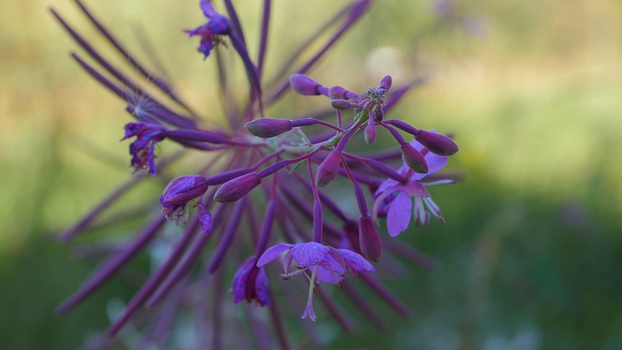 Jardin Botanique du Haut Chitelet : à fleur de terre !