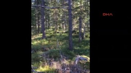 Ayı Saldırısından Islık Çalarak Kurtuldu