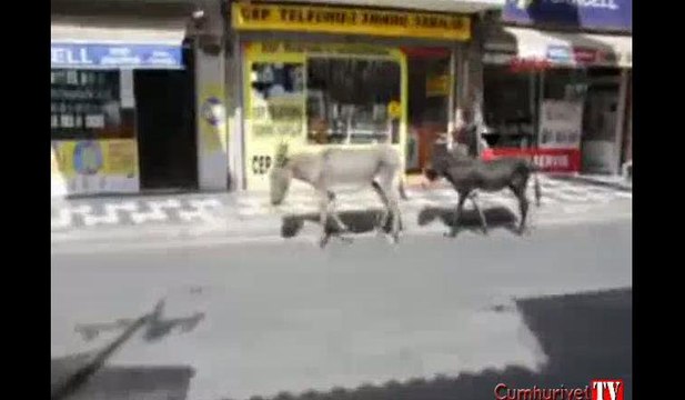 Caddeye çıkan eşekler trafiği aksattı