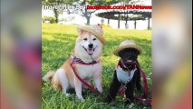 50 sắc thái đáng yêu của chú chó Shiba Inu khi đi chơi công viên