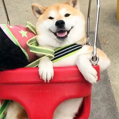 "Nhói lòng" khoảnh khắc Halo bị... lọt xích đu khi đung đưa cùng Uni