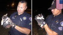 Anak kucing terjebak di saluran pipa, dipancing keluar dengan Burrito oleh polisi - Tomonews