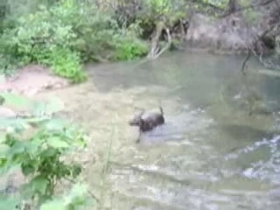 Moka The Chocolate Vizsla