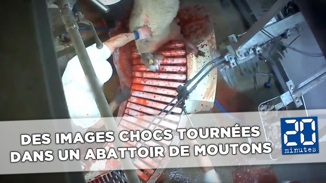 Des images chocs tournées dans un abattoir de moutons