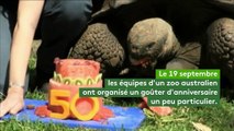 Une tortue géante fête ses 50 ans en Australie