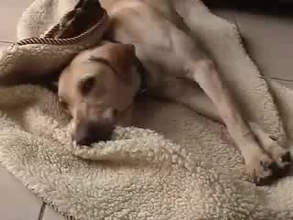 Chien à 2 pattes