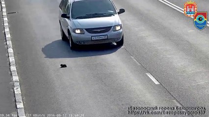 Un chaton sauvé par un automobiliste