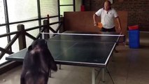 Un chimpanzé défie un humain au ping-pong !