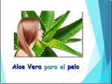 Descubre las maravillosas cuualidades del aloe vera para el pelo...