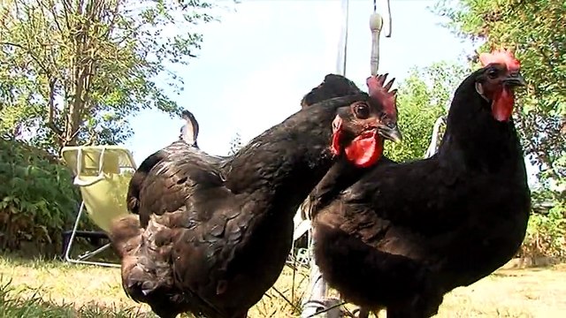 Des poules pour réduire les déchets