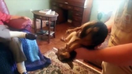 Хитрый пес притворяется мертвым каждый раз, когда кто-то чужой берет его в руки