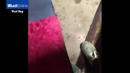 Giun kí sinh bên trong gián