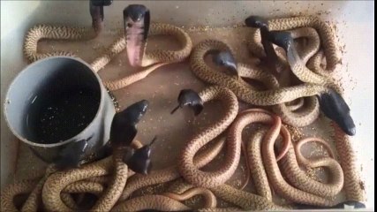 Des bébés cobras ont une grosse envie d'éternuer