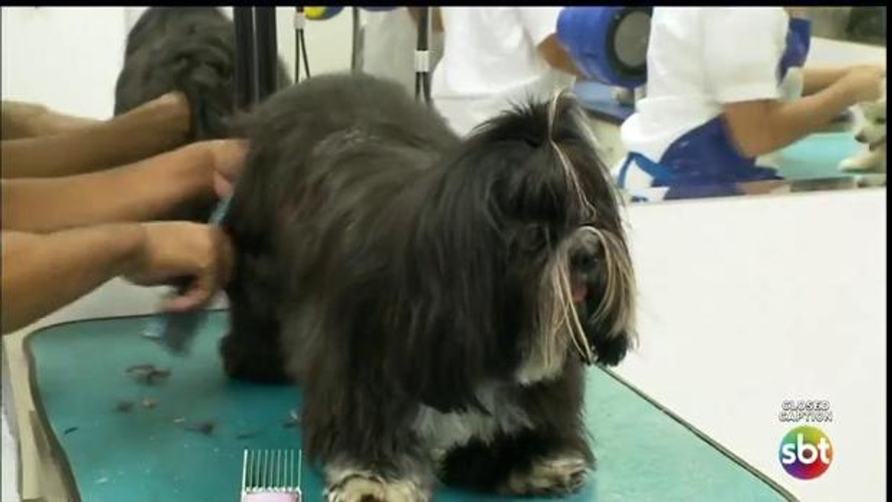 DF: Lei obriga pet shops a transmitir banhos e tosas de animais de estimação