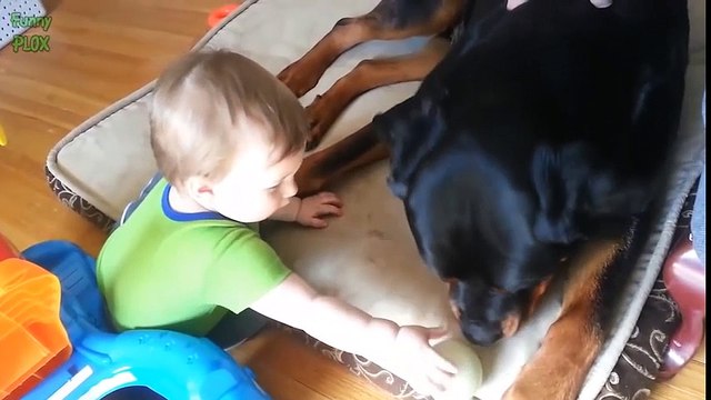 hết hồn trước hình ảnh chó khổng lồ chơi ngoan bên em bé