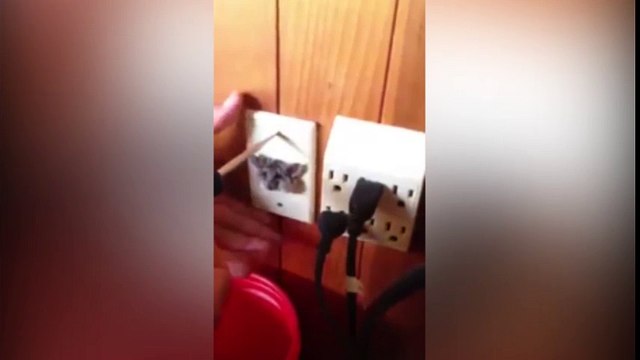 Chết cười với màn giải cứu chú chuột Jerry phiên bản thật