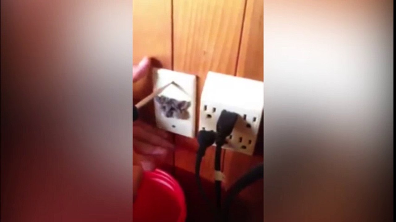 Chết cười với màn giải cứu chú chuột Jerry phiên bản thật