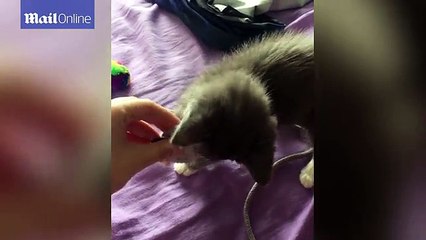 Cô mèo con bị mất 2 mắt