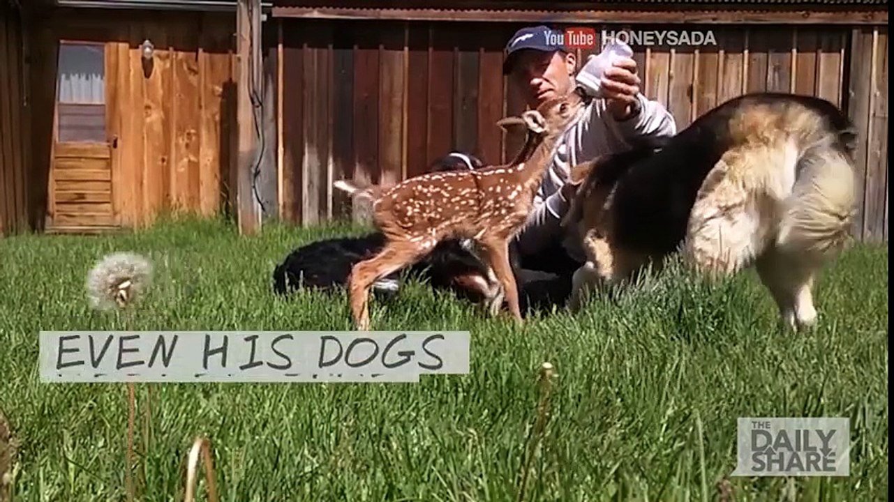 câu chuyện cảm động về chú nai con và chàng trai tốt bụng