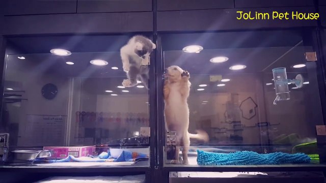 Chú mèo trèo tường tìm kiếm tình yêu