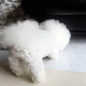 Em chó đầu bông xù Tori kiên quyết phải nhặt cho được đồ chơi... dưới gầm ghế