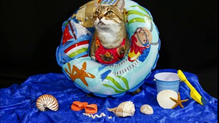 Phát hờn với siêu mẫu mèo mặc gì cũng sang chảnh