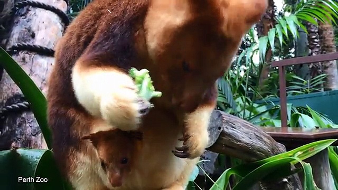 "Tan chảy" trước "bé bi" chuột túi leo cây tò mò thò đầu khỏi túi mẹ