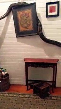 Cảnh tượng kinh hoàng: Trăn khổng lồ vô tư trườn bò quanh nhà