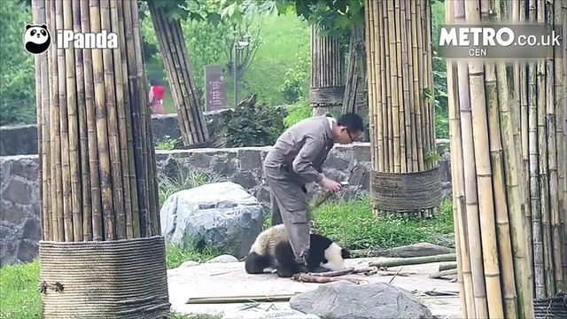 Không thèm ăn, con gấu trúc đáng yêu này chỉ muốn được CHƠI