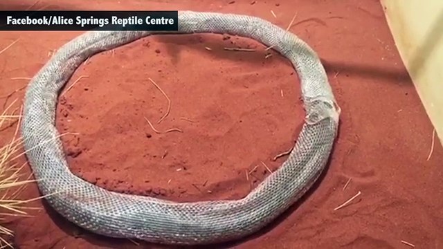 Tức cười chú trăn mắc kẹt trong chính lớp da lột của mình suốt 3 tiếng