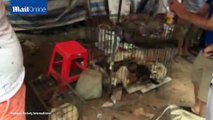 Cảnh những chú chó tội nghiệp bị nhốt trong lồng chờ bị đem bán