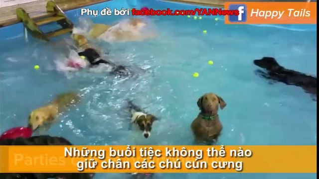 Chú cún sống nội tâm thu hút gần 5 triệu lượt xem