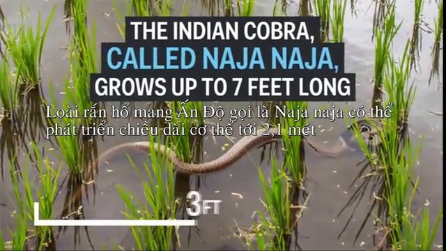 Điều gì xảy ra khi bạn bị rắn hổ mang cắn