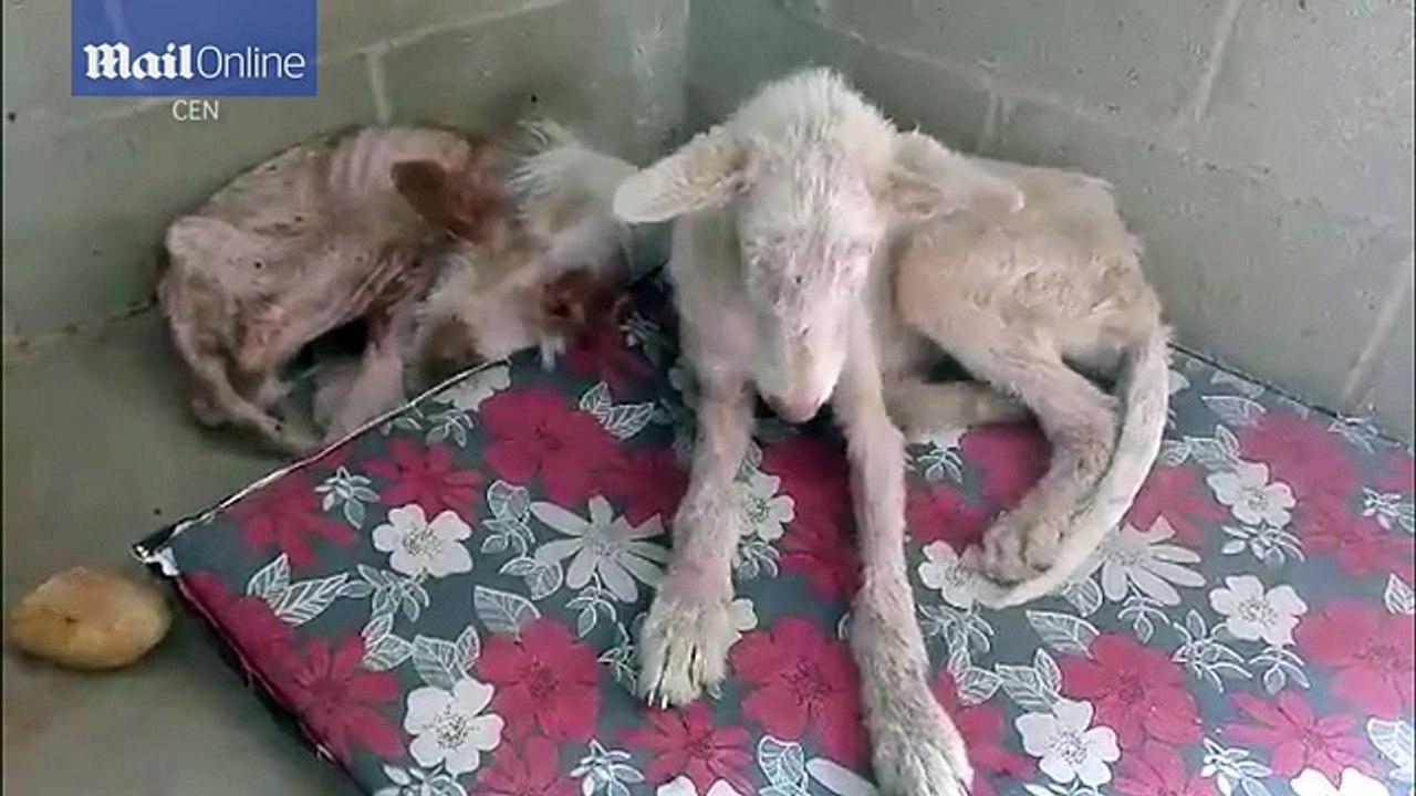 Xót xa 2 chú chó bị bỏ đói và ném khỏi xe tải đang chạy