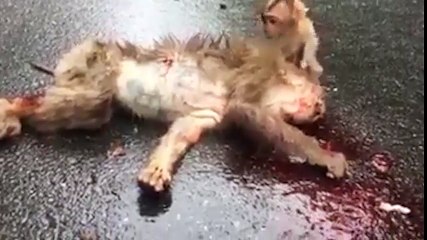 động vật cũng có tình thương