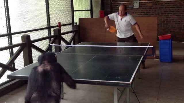 Un chimpanzé joue au ping-pong