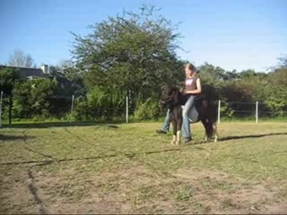 Paw jambette monté  en licol