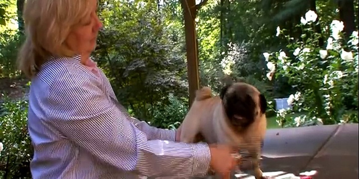 Pug   Dogs 101