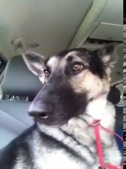 Dog's reaction to favourite song