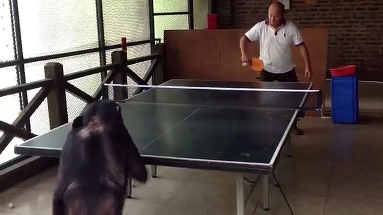 Un chimpanzé joue au ping-pong