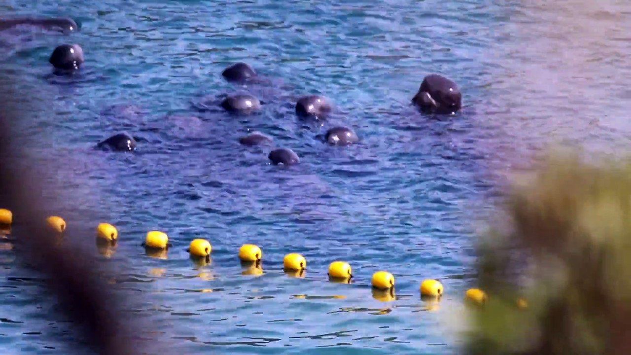 Une petite fille de 7 ans voyage jusqu'au Japon avec sa lettre pour tenter de mettre fin au massacre des dauphins