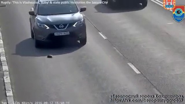 Gatito se salva milagrosamente de ser atropellado en autopista