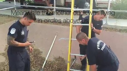 Une maman canard demande de l'aide à un humain pour sauver ses petits