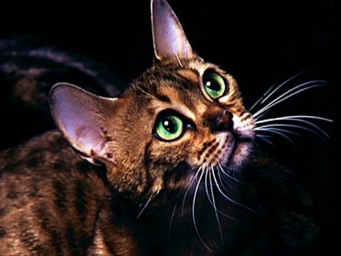#Cute #Cats #videos of cute #kittens 2016 #funny cat in kitten videos #Compilation