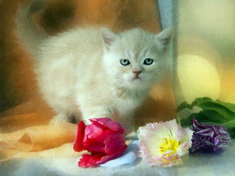 #Funny #cats #Vines #Videos #compilation 2016 #Cute #kittens #doing funny #thing #pictures 614