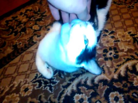 #Funny Cats #СМЕШНЫЕ #КОШКИ #СеменАлиса #06