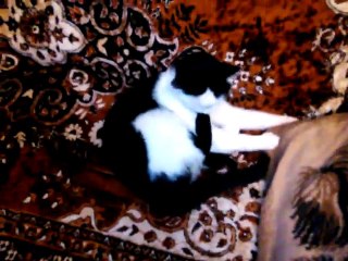 #Funny Cats #СМЕШНЫЕ КОШКИ #СеменАлиса #15