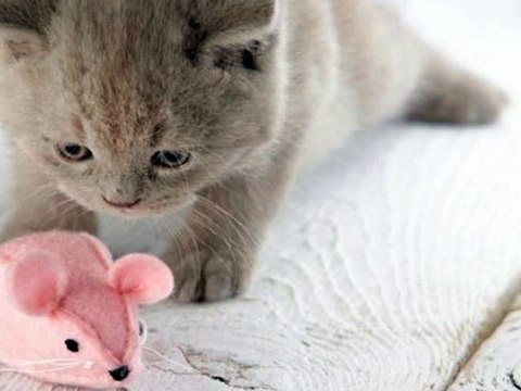 #KITTENS #cute #cats kittens 2016 #pictures of #cats and kittens #video compilation 427