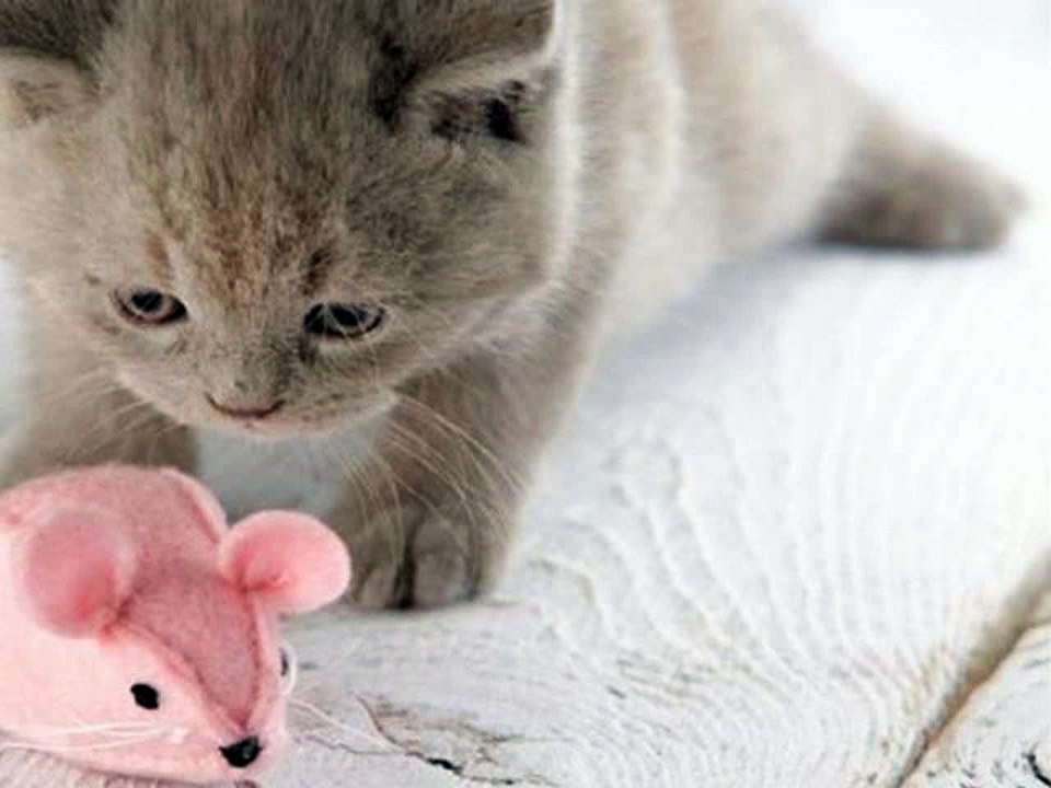 #KITTENS #cute #cats kittens 2016 #pictures of #cats and kittens #video compilation 427